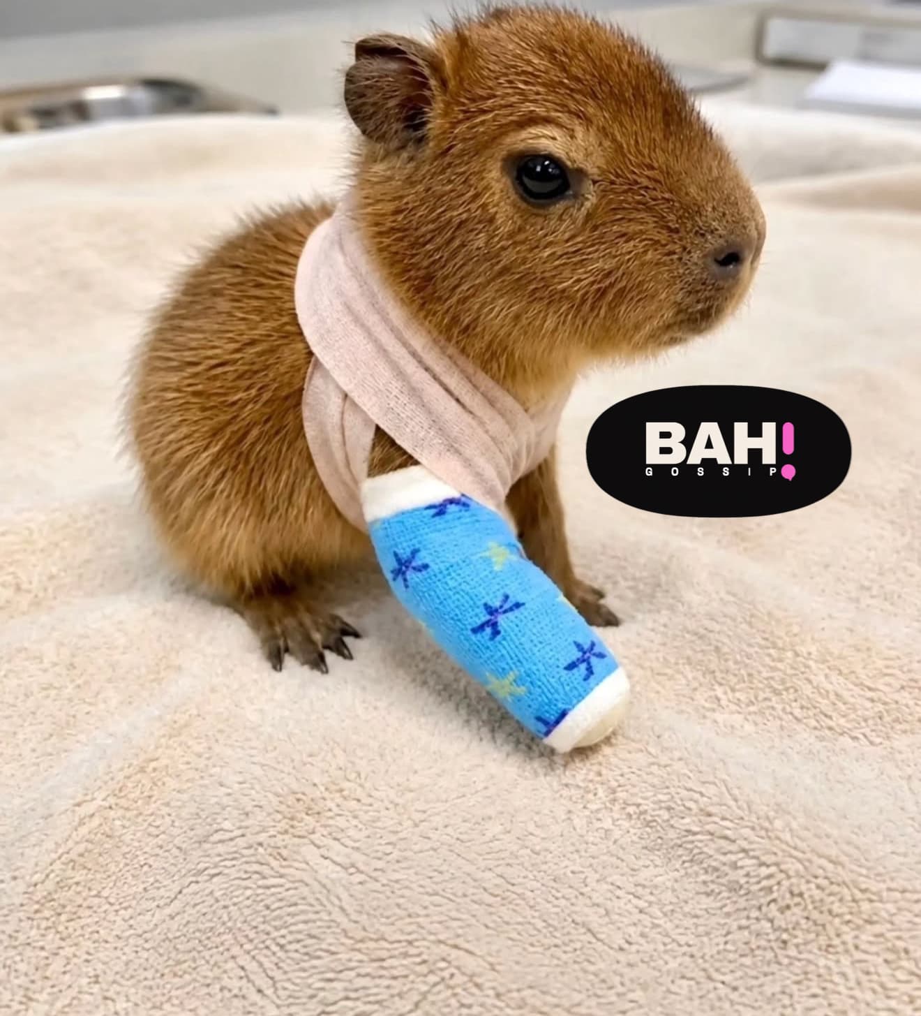 FILHOTE DE CAPIVARA É ARRASTADO POR ENCHENTE E SOBREVIVE EM CURITIBA